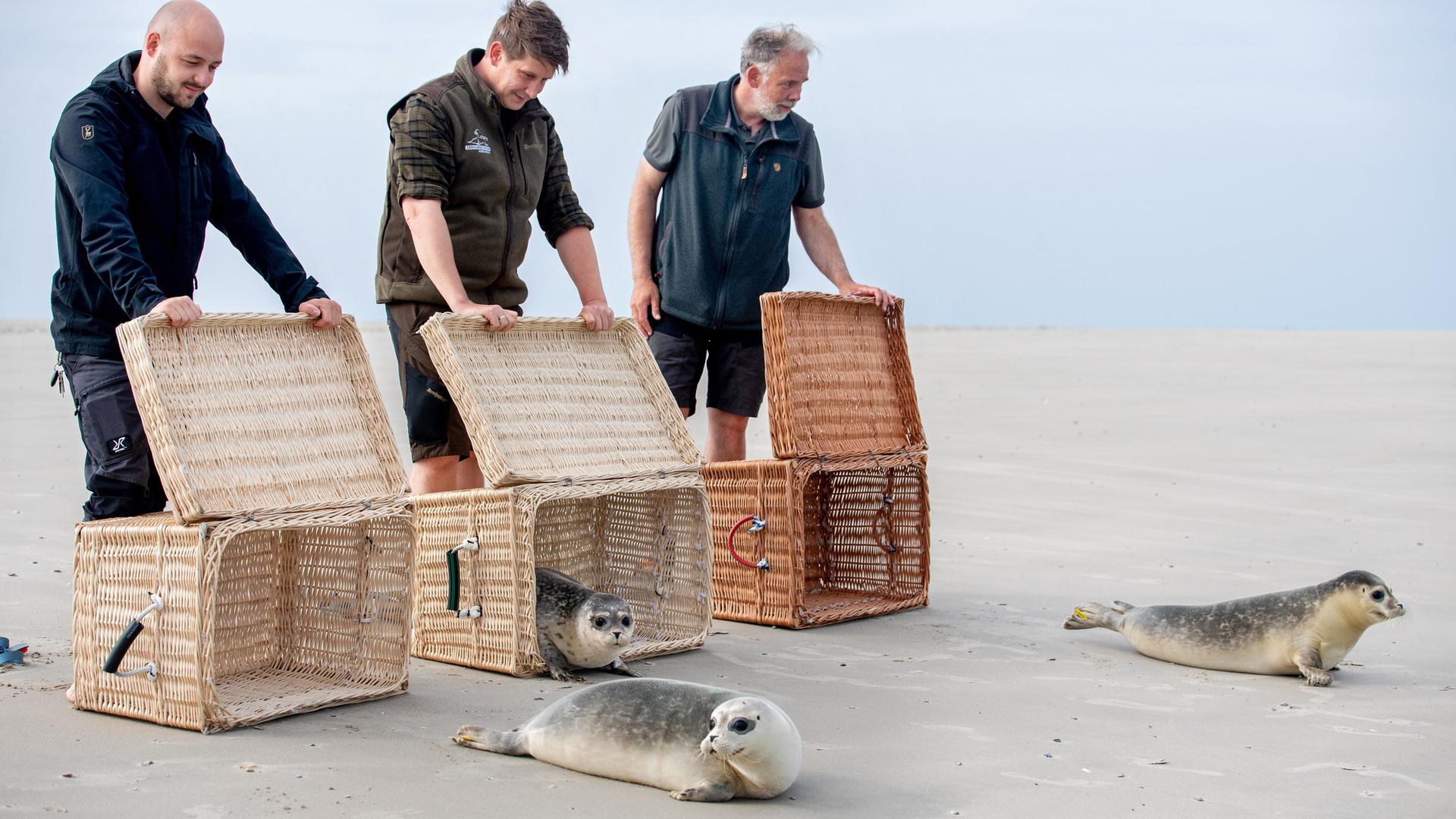 Drei Seehunde robben bei der Auswilderung am Ostende der Insel Juist ins Wasser.  | dpa-Bildfunk, Hauke-Christian Dittrich
