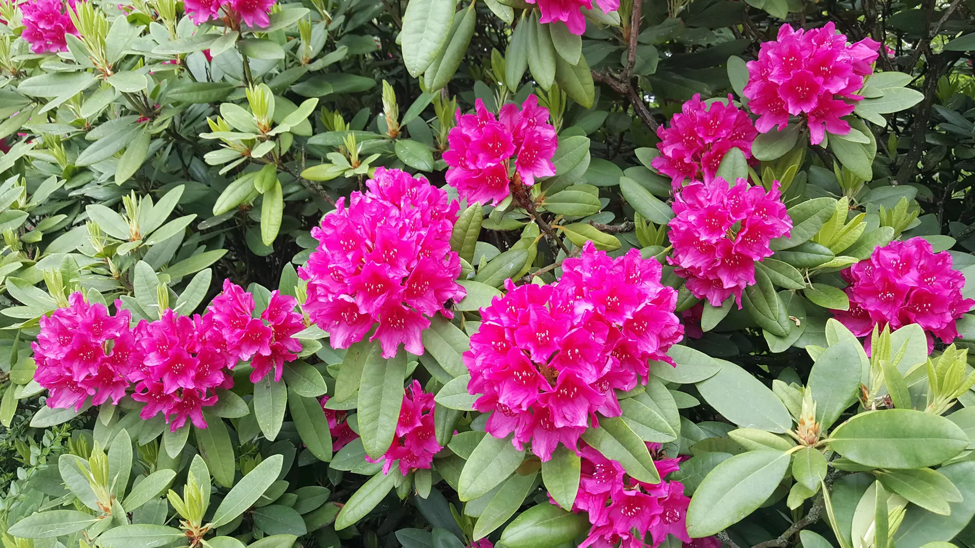 Duftende Rhododendron-Sorten | ndr.de