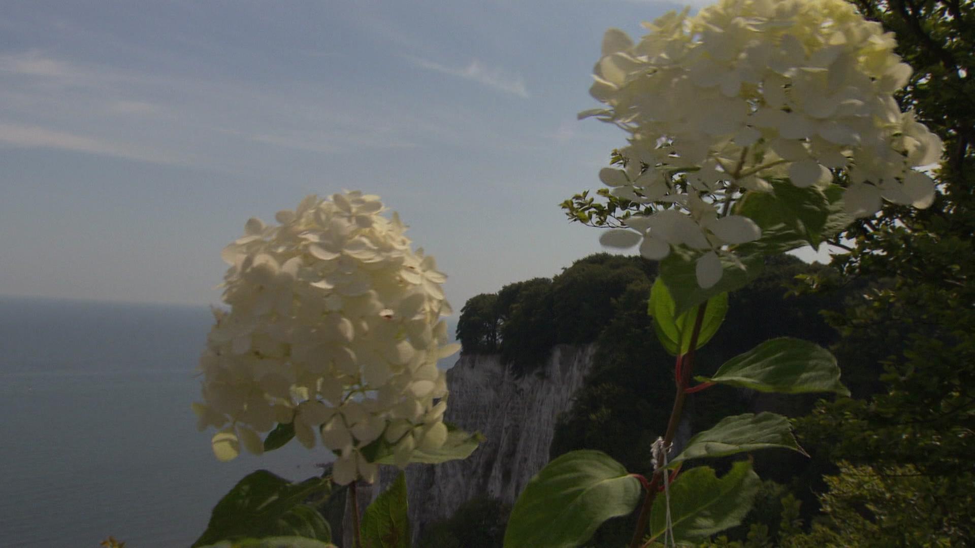 Kreidefelsen nun auch als Hortensie erhältlich